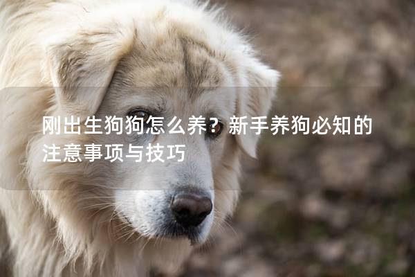 刚出生狗狗怎么养?新手养狗必知的注意事项与技巧 刚出生狗狗怎么养?新手养狗必知的注意事项与技巧