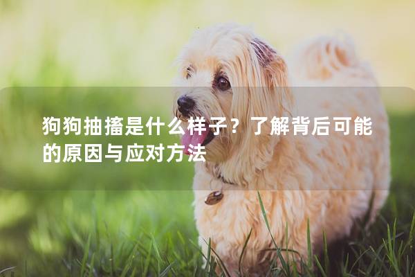 狗狗抽搐是什么样子？了解背后可能的原因与应对方法
