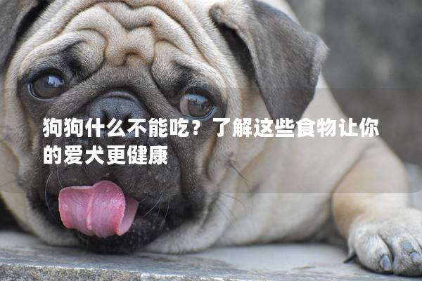 狗狗什么不能吃？了解这些食物让你的爱犬更健康