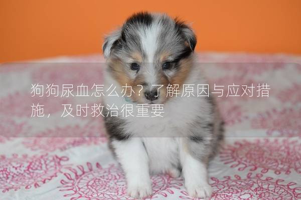 狗狗尿血怎么办？了解原因与应对措施，及时救治很重要