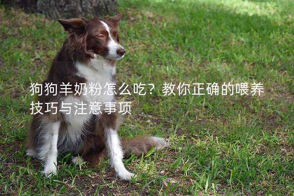 狗狗羊奶粉怎么吃？教你正确的喂养技巧与注意事项
