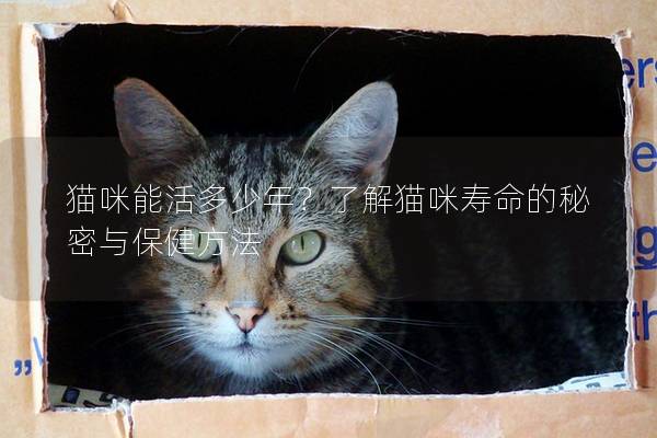 猫咪能活多少年？了解猫咪寿命的秘密与保健方法