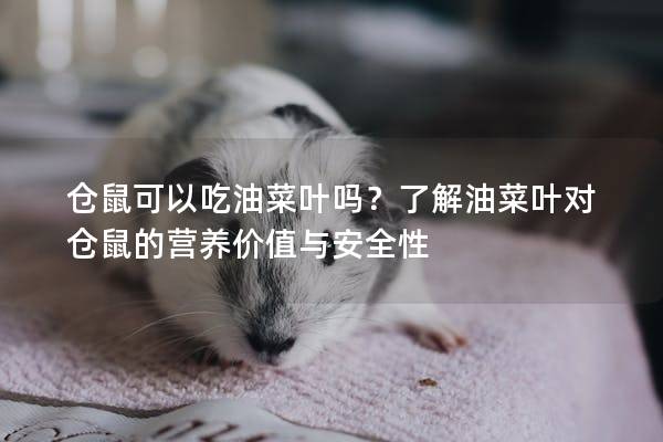 仓鼠可以吃油菜叶吗?了解油菜叶对仓鼠的营养价值与安全性 仓鼠可以吃油菜叶吗?了解油菜叶对仓鼠的营养价值与安全性