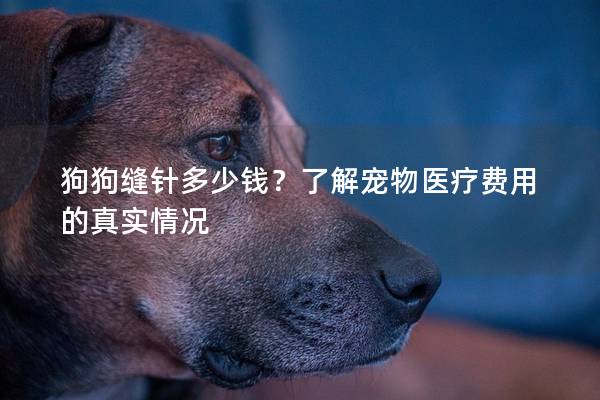 狗狗缝针多少钱？了解宠物医疗费用的真实情况