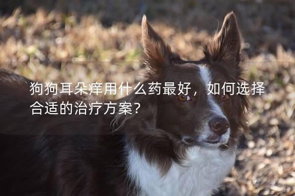 狗狗耳朵痒用什么药最好，如何选择合适的治疗方案？