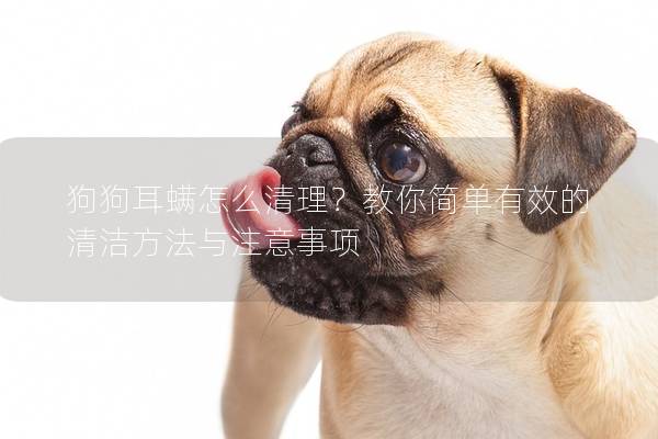 狗狗耳螨怎么清理？教你简单有效的清洁方法与注意事项