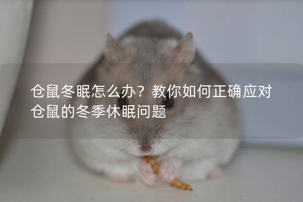 仓鼠冬眠怎么办？教你如何正确应对仓鼠的冬季休眠问题
