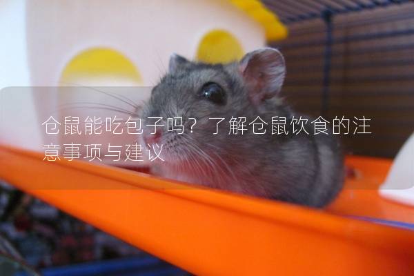 仓鼠能吃包子吗?了解仓鼠饮食的注意事项与建议 仓鼠能吃包子吗?了解仓鼠饮食的注意事项与建议
