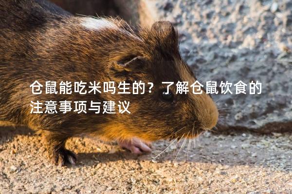 仓鼠能吃米吗生的？了解仓鼠饮食的注意事项与建议