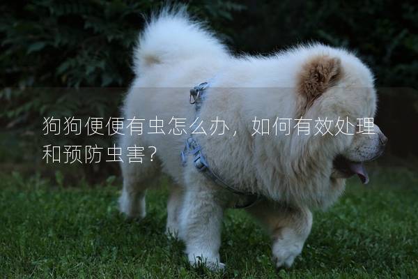 狗狗便便有虫怎么办，如何有效处理和预防虫害？
