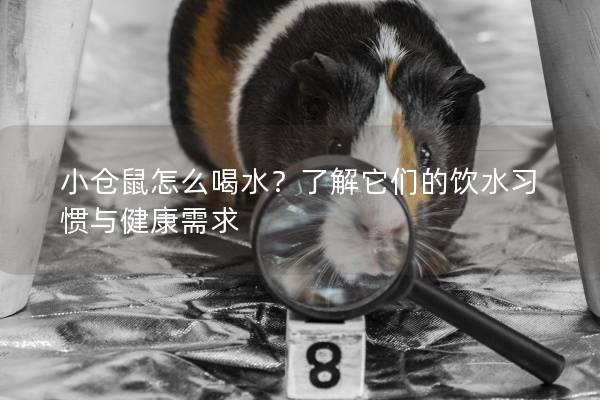 小仓鼠怎么喝水?了解它们的饮水习惯与健康需求 小仓鼠怎么喝水?了解它们的饮水习惯与健康需求