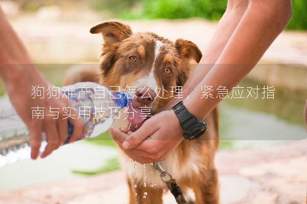 狗狗难产自己怎么处理，紧急应对指南与实用技巧分享