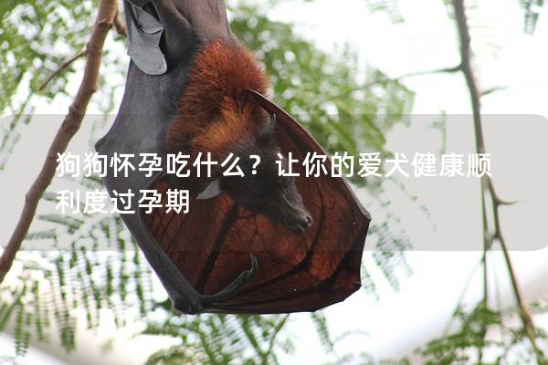 狗狗怀孕吃什么？让你的爱犬健康顺利度过孕期