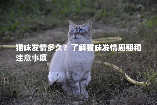 猫咪发情多久？了解猫咪发情周期和注意事项