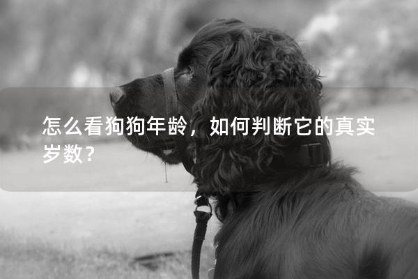 怎么看狗狗年龄,如何判断它的真实岁数? 怎么看狗狗年龄,如何判断它的真实岁数?