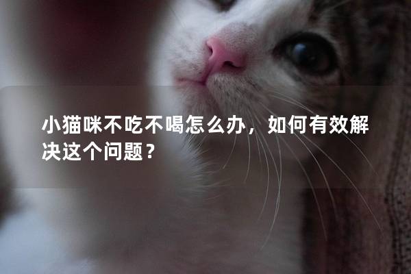 小猫咪不吃不喝怎么办，如何有效解决这个问题？