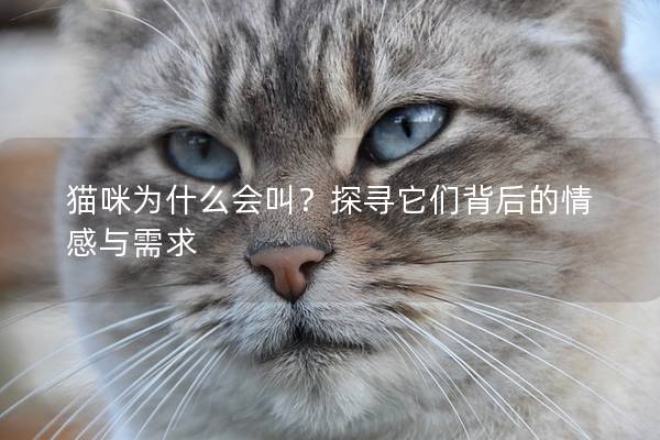 猫咪为什么会叫？探寻它们背后的情感与需求