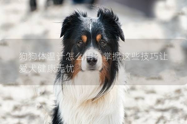 狗狗体温计怎么用？掌握这些技巧让爱犬健康无忧