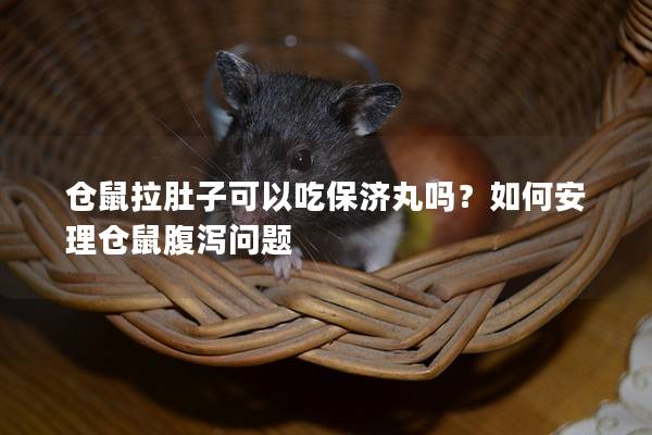 仓鼠拉肚子可以吃保济丸吗？如何安理仓鼠腹泻问题