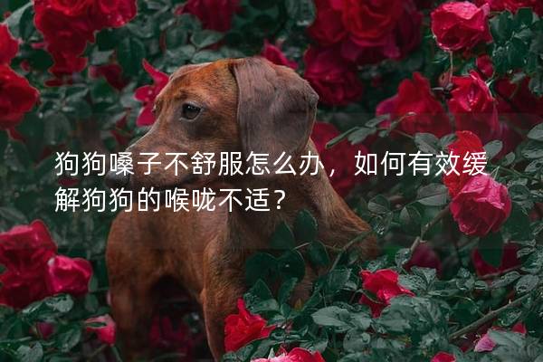 狗狗嗓子不舒服怎么办，如何有效缓解狗狗的喉咙不适？
