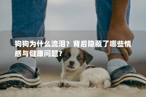 狗狗为什么流泪？背后隐藏了哪些情感与健康问题？