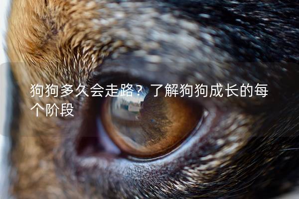 狗狗多久会走路？了解狗狗成长的每个阶段