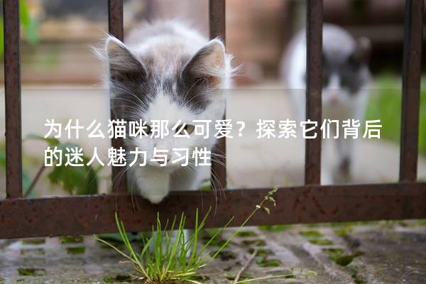 为什么猫咪那么可爱?探索它们背后的迷人魅力与习性 为什么猫咪那么可爱?探索它们背后的迷人魅力与习性
