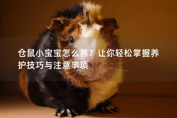 仓鼠小宝宝怎么养？让你轻松掌握养护技巧与注意事项