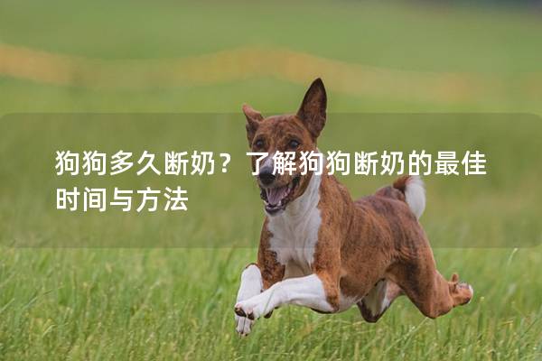 狗狗多久断奶？了解狗狗断奶的最佳时间与方法