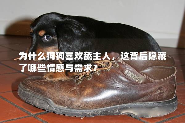 为什么狗狗喜欢舔主人，这背后隐藏了哪些情感与需求？