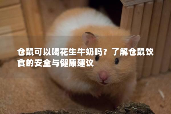 仓鼠可以喝花生牛奶吗？了解仓鼠饮食的安全与健康建议
