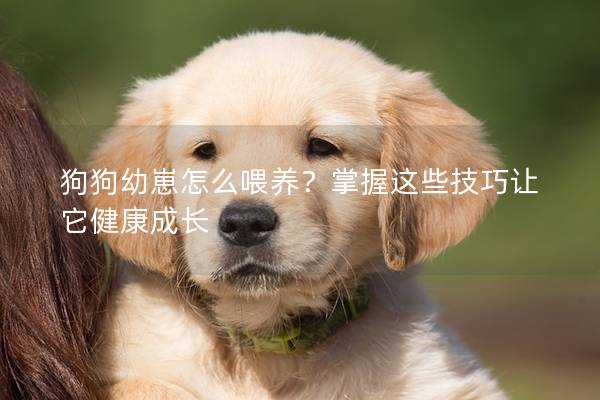 狗狗幼崽怎么喂养？掌握这些技巧让它健康成长