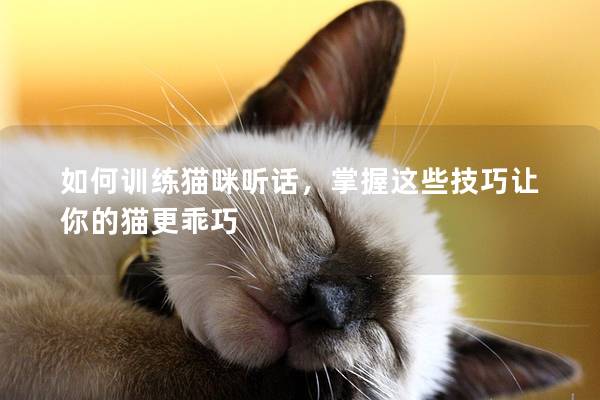 如何训练猫咪听话，掌握这些技巧让你的猫更乖巧