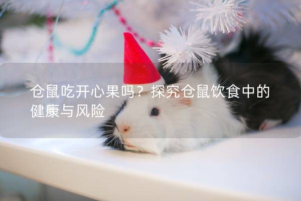 仓鼠吃开心果吗？探究仓鼠饮食中的健康与风险