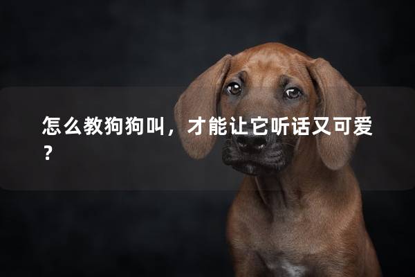 怎么教狗狗叫，才能让它听话又可爱？