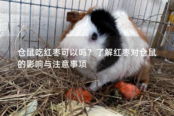 仓鼠吃红枣可以吗？了解红枣对仓鼠的影响与注意事项