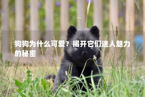狗狗为什么可爱?揭开它们迷人魅力的秘密 狗狗为什么可爱?揭开它们迷人魅力的秘密