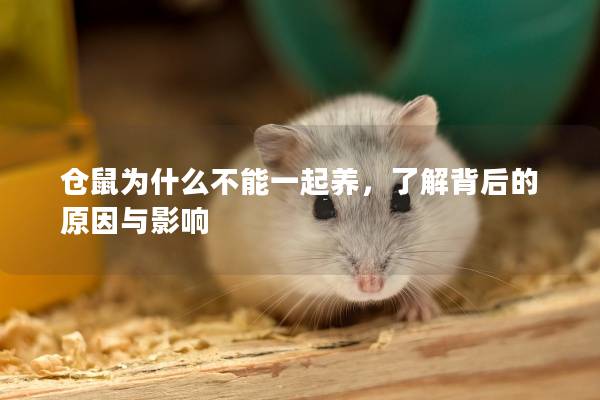 仓鼠为什么不能一起养，了解背后的原因与影响