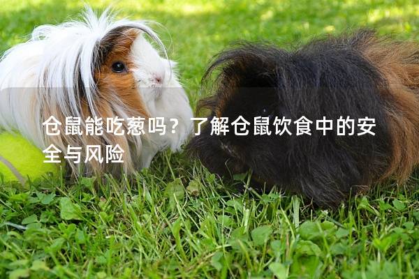 仓鼠能吃葱吗？了解仓鼠饮食中的安全与风险