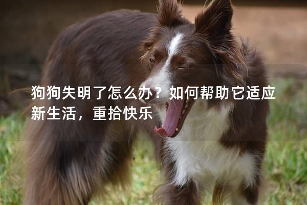 狗狗失明了怎么办？如何帮助它适应新生活，重拾快乐