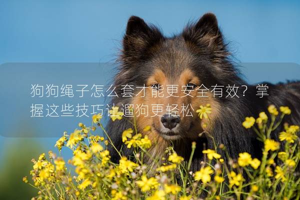 狗狗绳子怎么套才能更安全有效？掌握这些技巧让遛狗更轻松