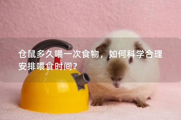 仓鼠多久喂一次食物，如何科学合理安排喂食时间？