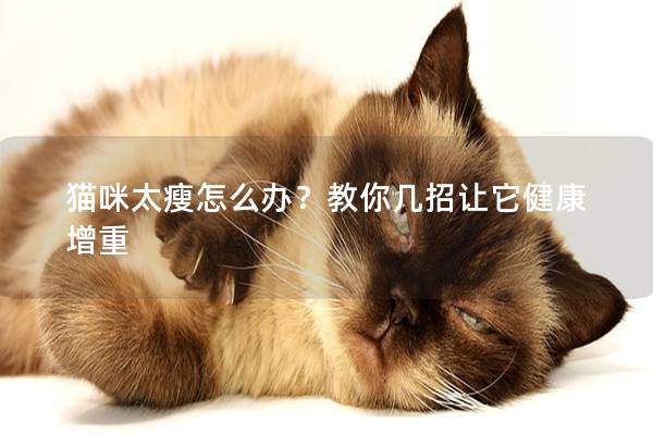 猫咪太瘦怎么办？教你几招让它健康增重
