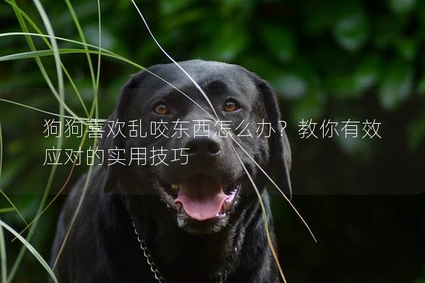 狗狗喜欢乱咬东西怎么办？教你有效应对的实用技巧