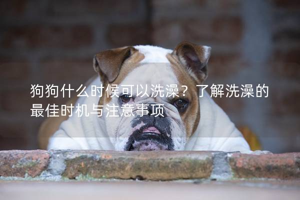 狗狗什么时候可以洗澡？了解洗澡的最佳时机与注意事项