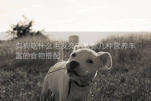 狗狗吃什么毛发亮？教你几种营养丰富的食物搭配