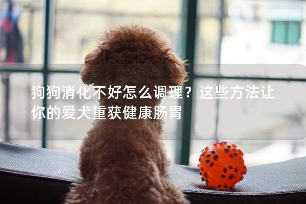 狗狗消化不好怎么调理？这些方法让你的爱犬重获健康肠胃