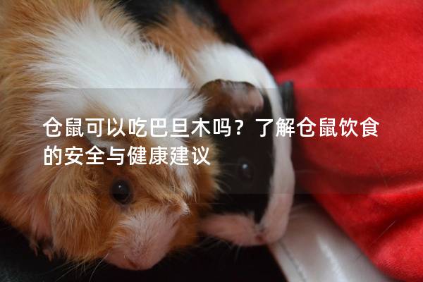 仓鼠可以吃巴旦木吗？了解仓鼠饮食的安全与健康建议
