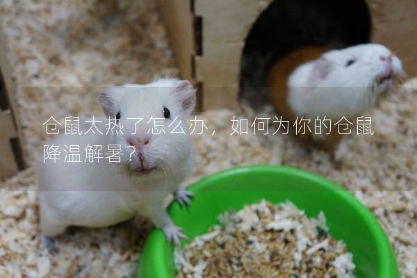 仓鼠太热了怎么办，如何为你的仓鼠降温解暑？