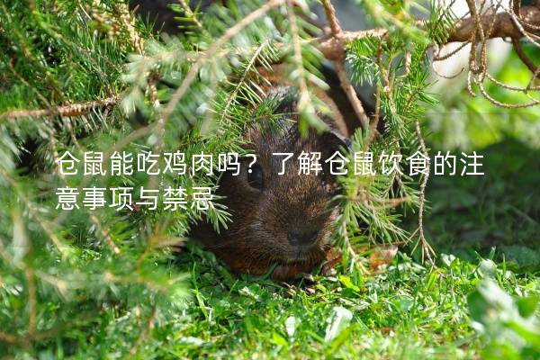 仓鼠能吃鸡肉吗？了解仓鼠饮食的注意事项与禁忌